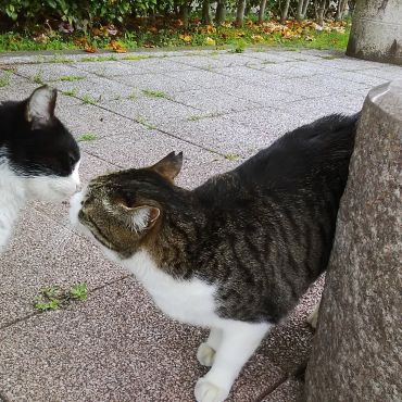 あいさつの距離