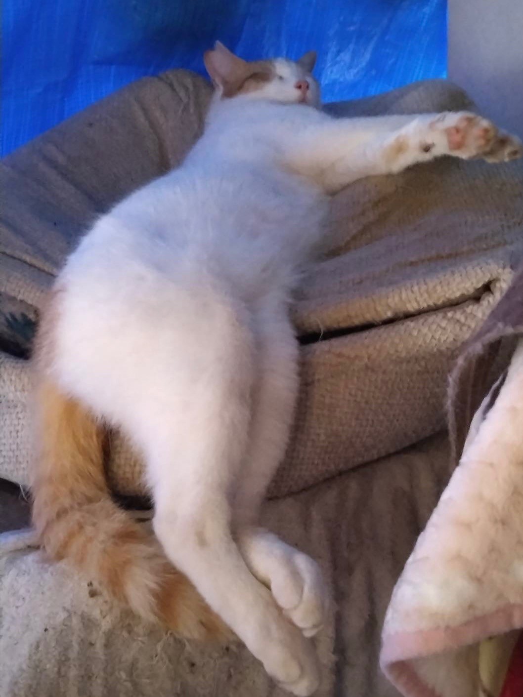 無防備にゃんこ