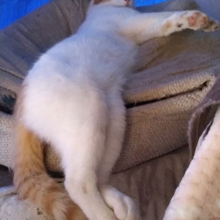 無防備にゃんこ