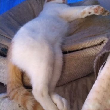 無防備にゃんこ