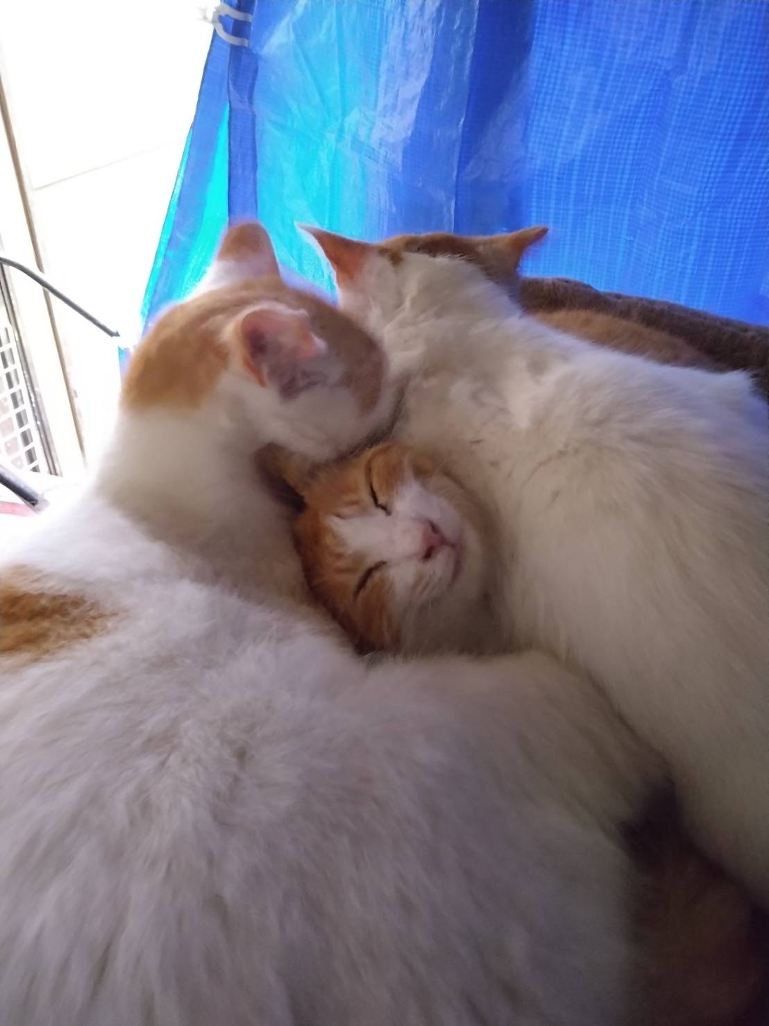 幸せにゃんこ