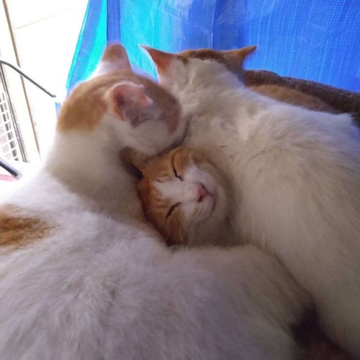 幸せにゃんこ