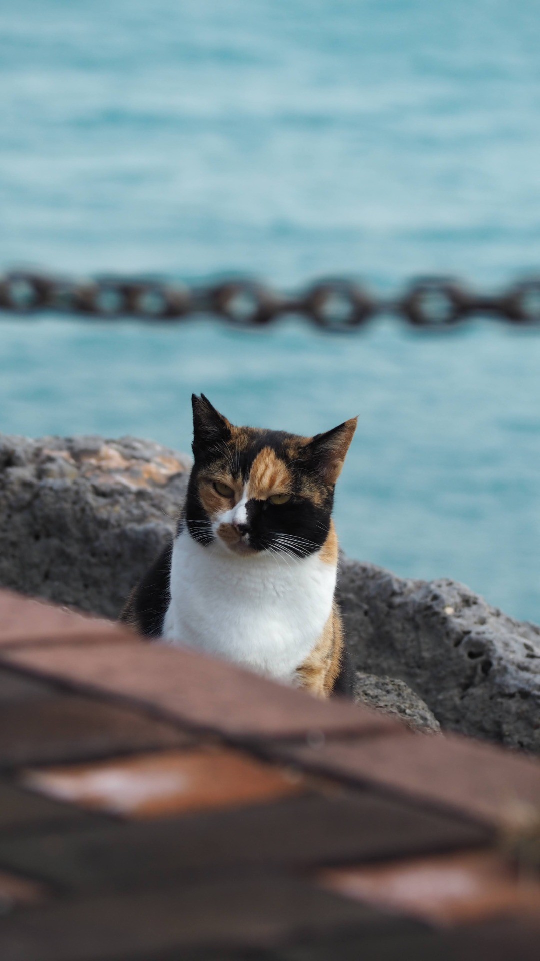 島に残された命
