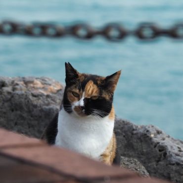 島に残された命