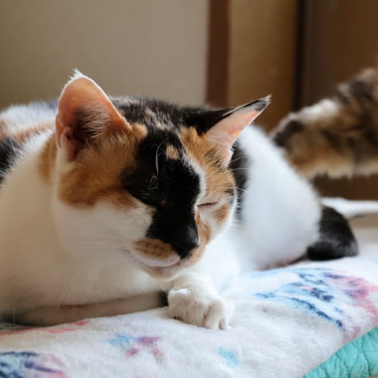 エイズキャリアだけど２１歳になりました