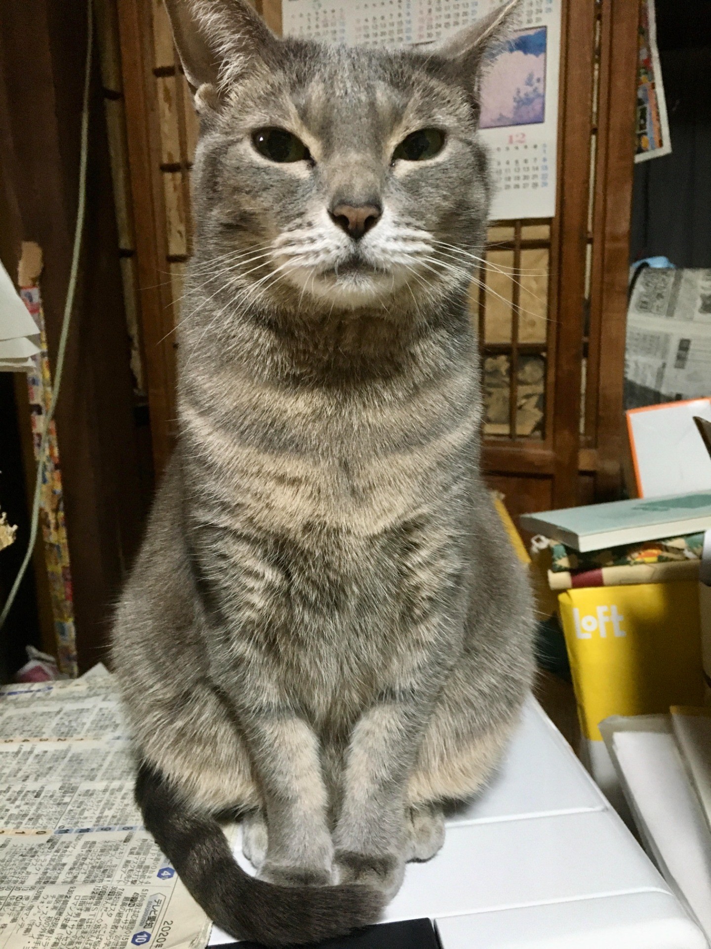 ぱとら姫さま、ようこそ我が家へ！