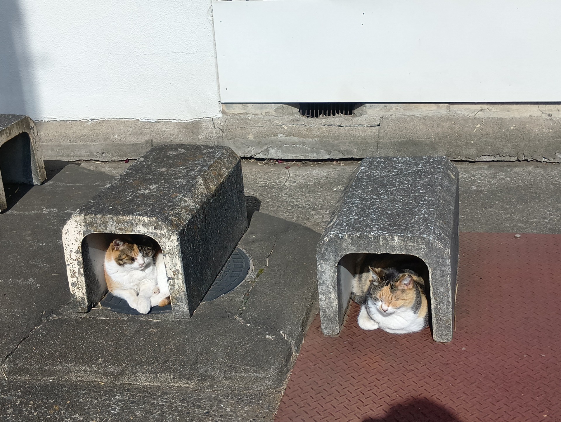 にゃんこの秘密基地