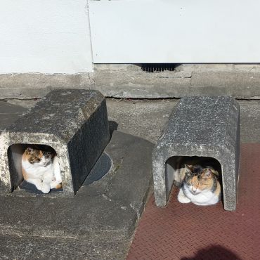 にゃんこの秘密基地