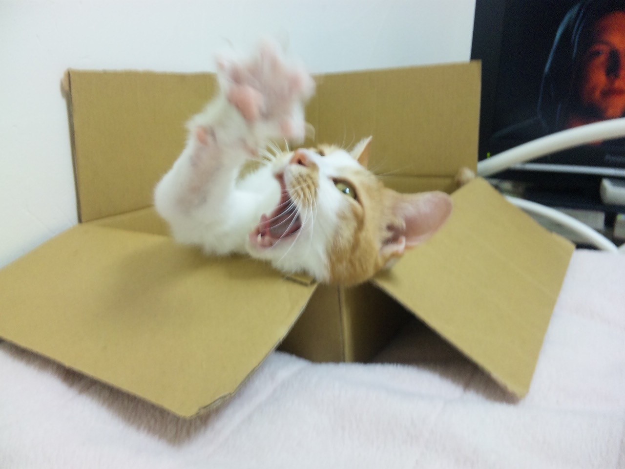 ぎゃあああああ！