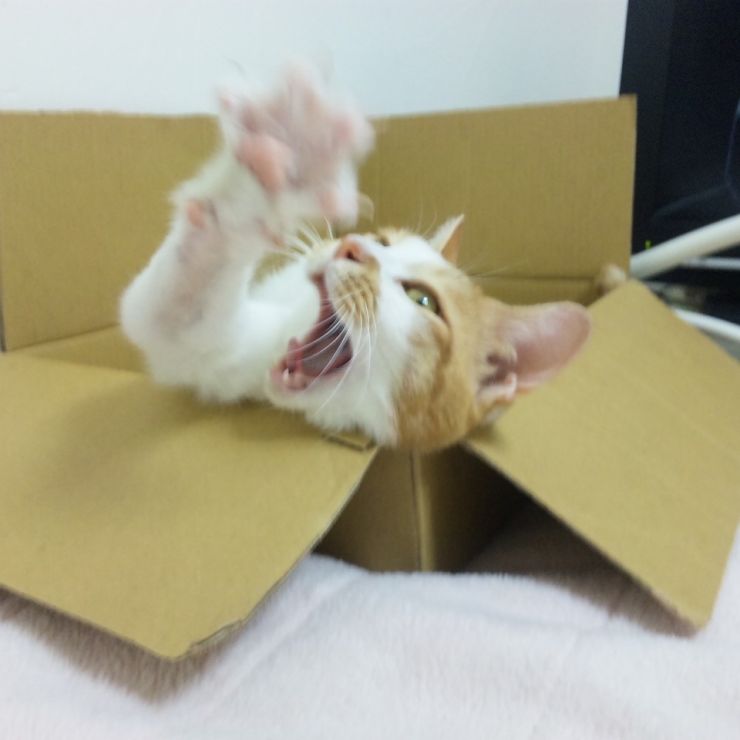 ぎゃあああああ！