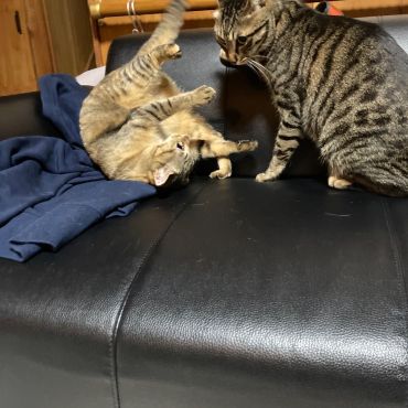 にゃんプロ！