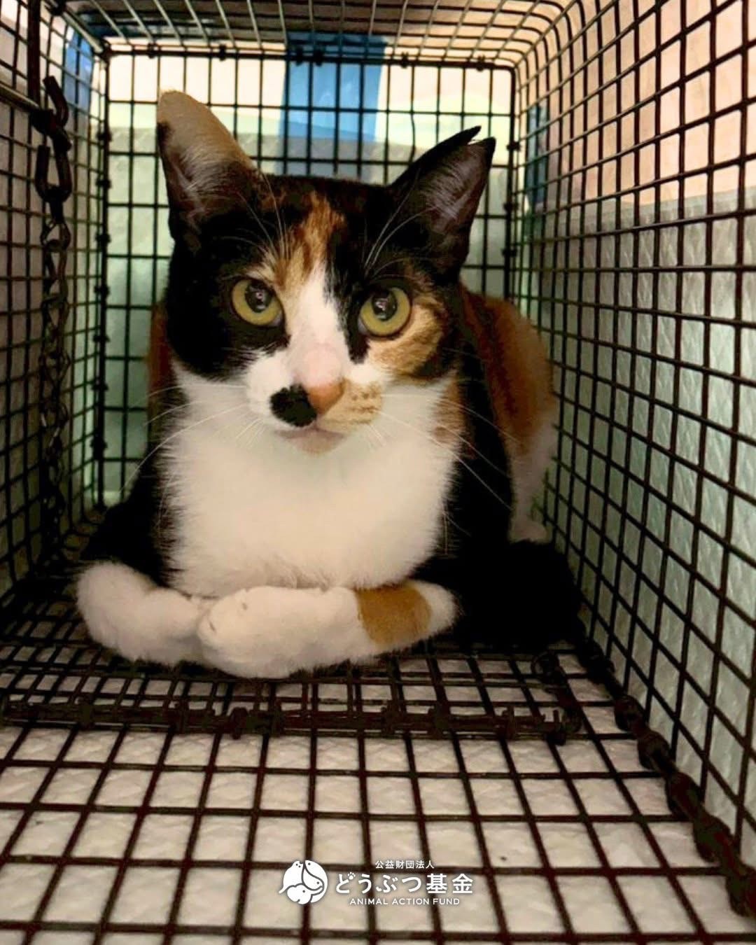 さくらねこ