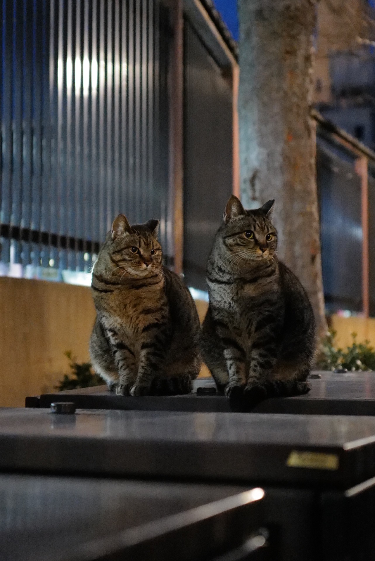 なかよしさん