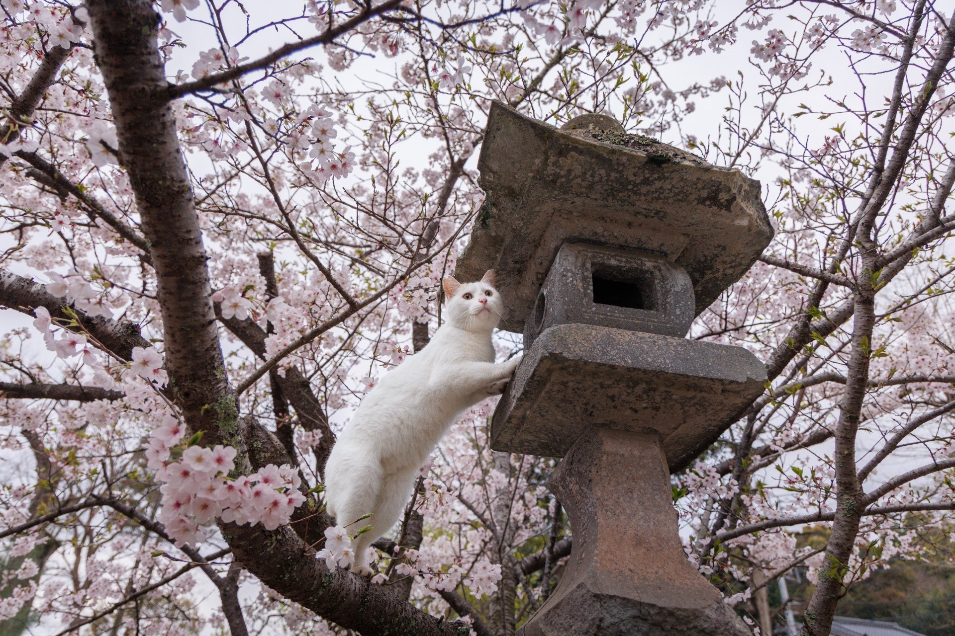 お花見キンちゃん