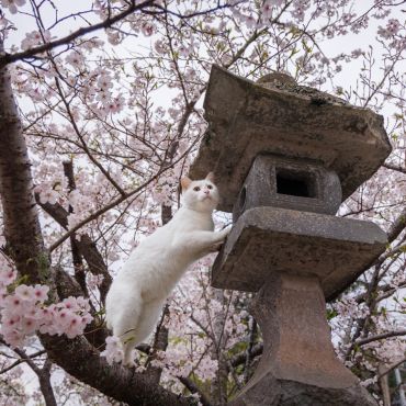 お花見キンちゃん