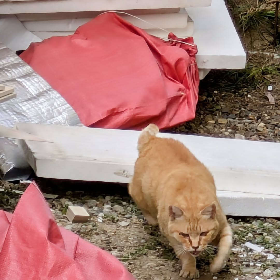 地域猫きなこ君