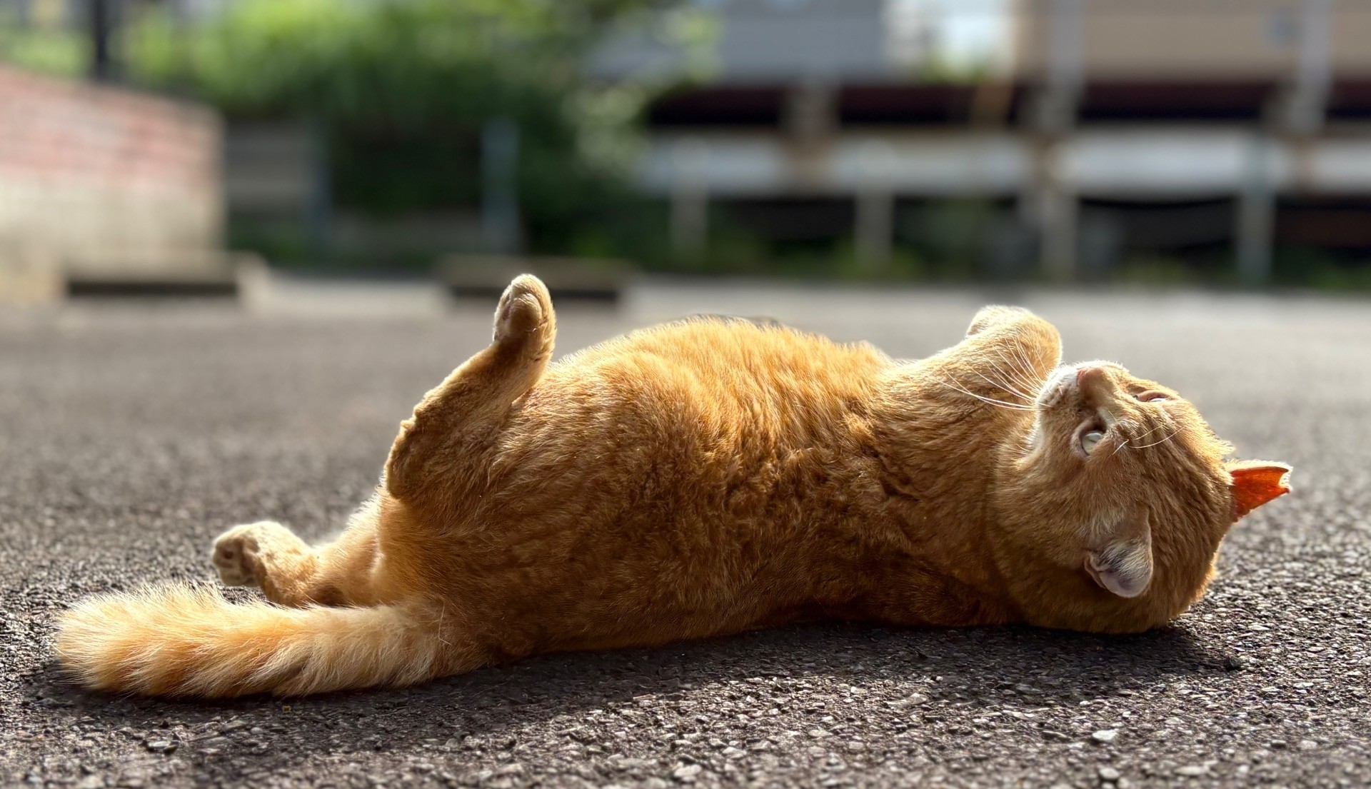 地域猫、最後のヘソ天。