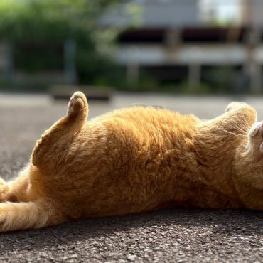 地域猫、最後のヘソ天。