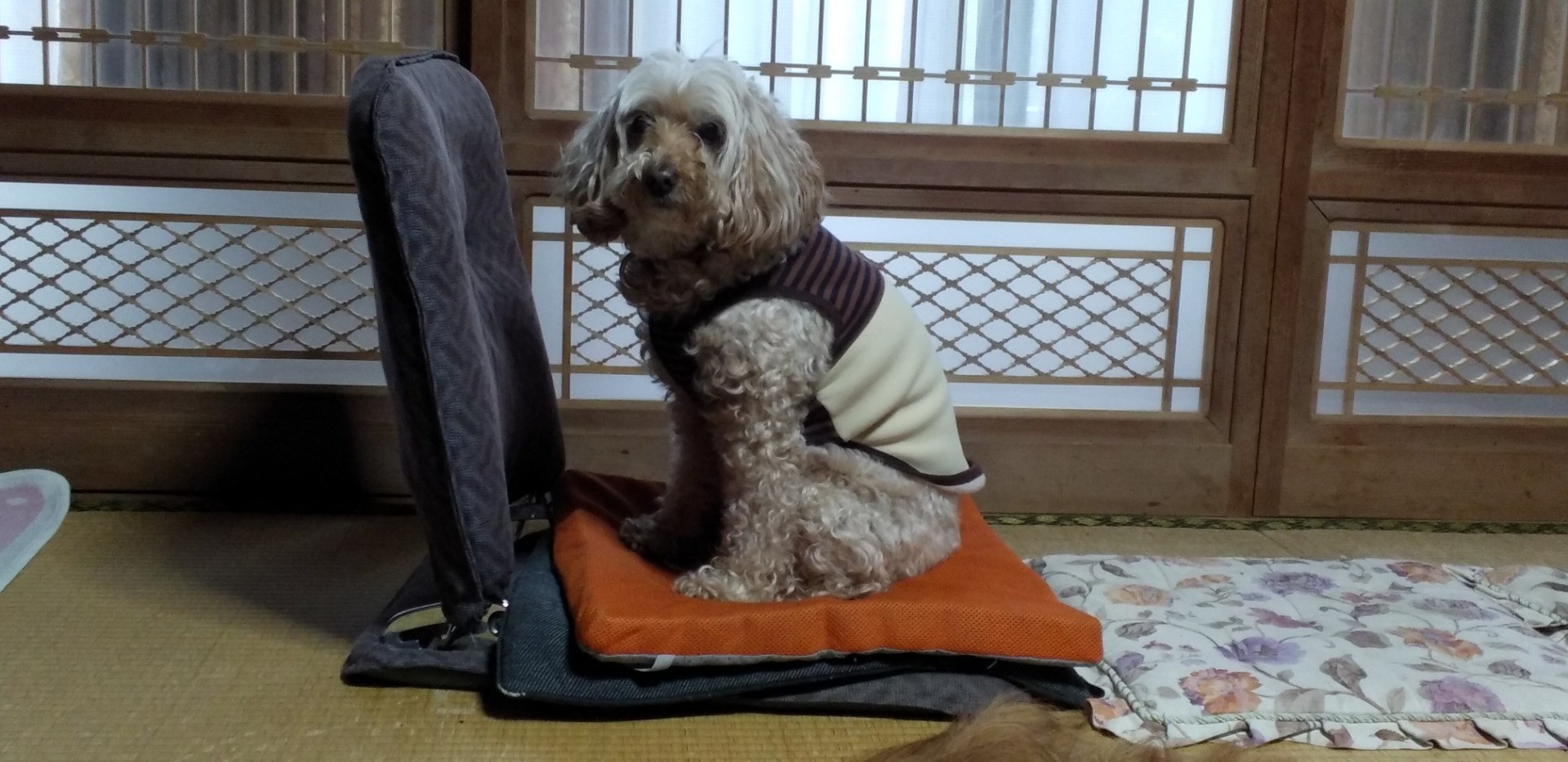 室内暮らし奮闘中