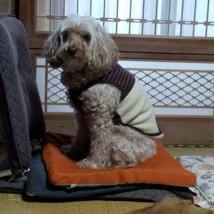 室内暮らし奮闘中