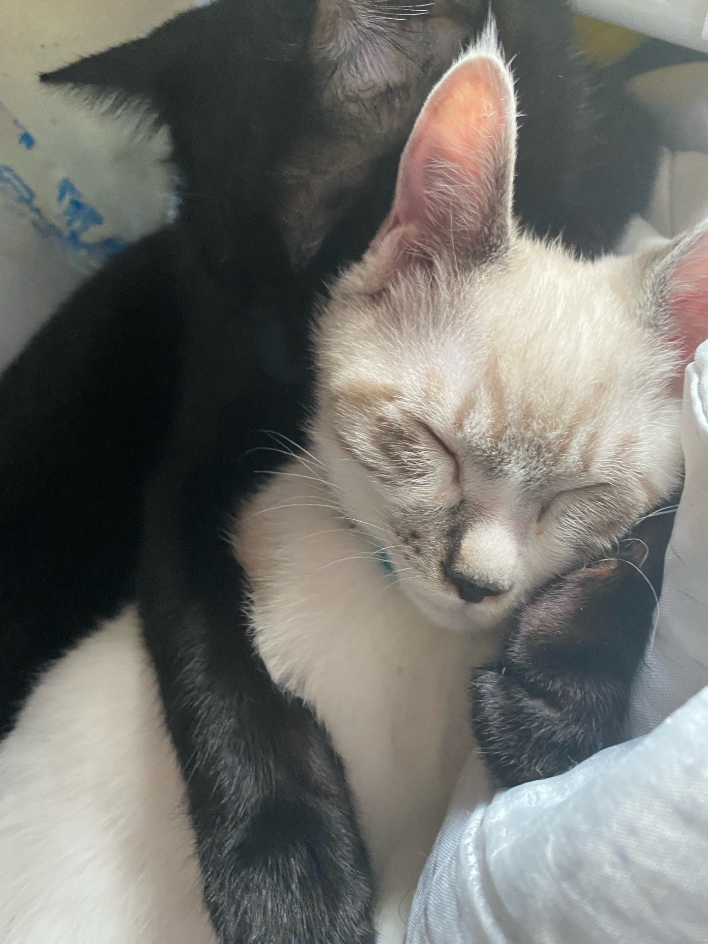 猫同士のスキンシップ