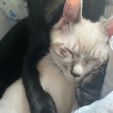 猫同士のスキンシップ