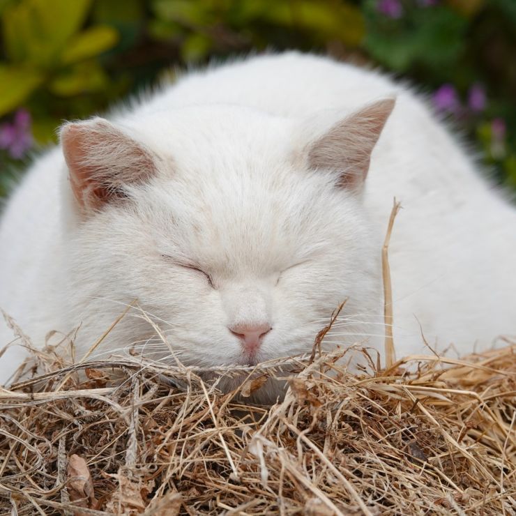 猫の巣