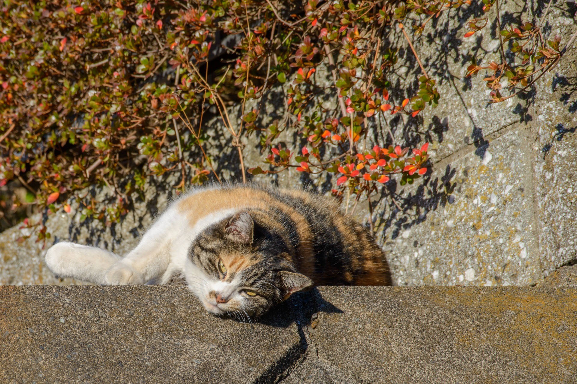 地域猫のミケ子
