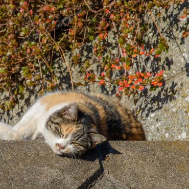 地域猫のミケ子