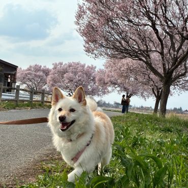 ふるさとで跳ねる