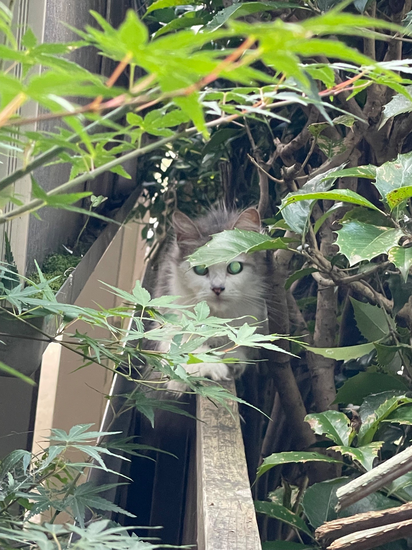 救いたい命〜逃げた「たらちゃん」