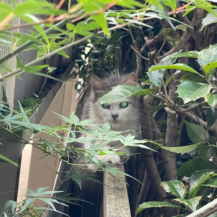 救いたい命〜逃げた「たらちゃん」