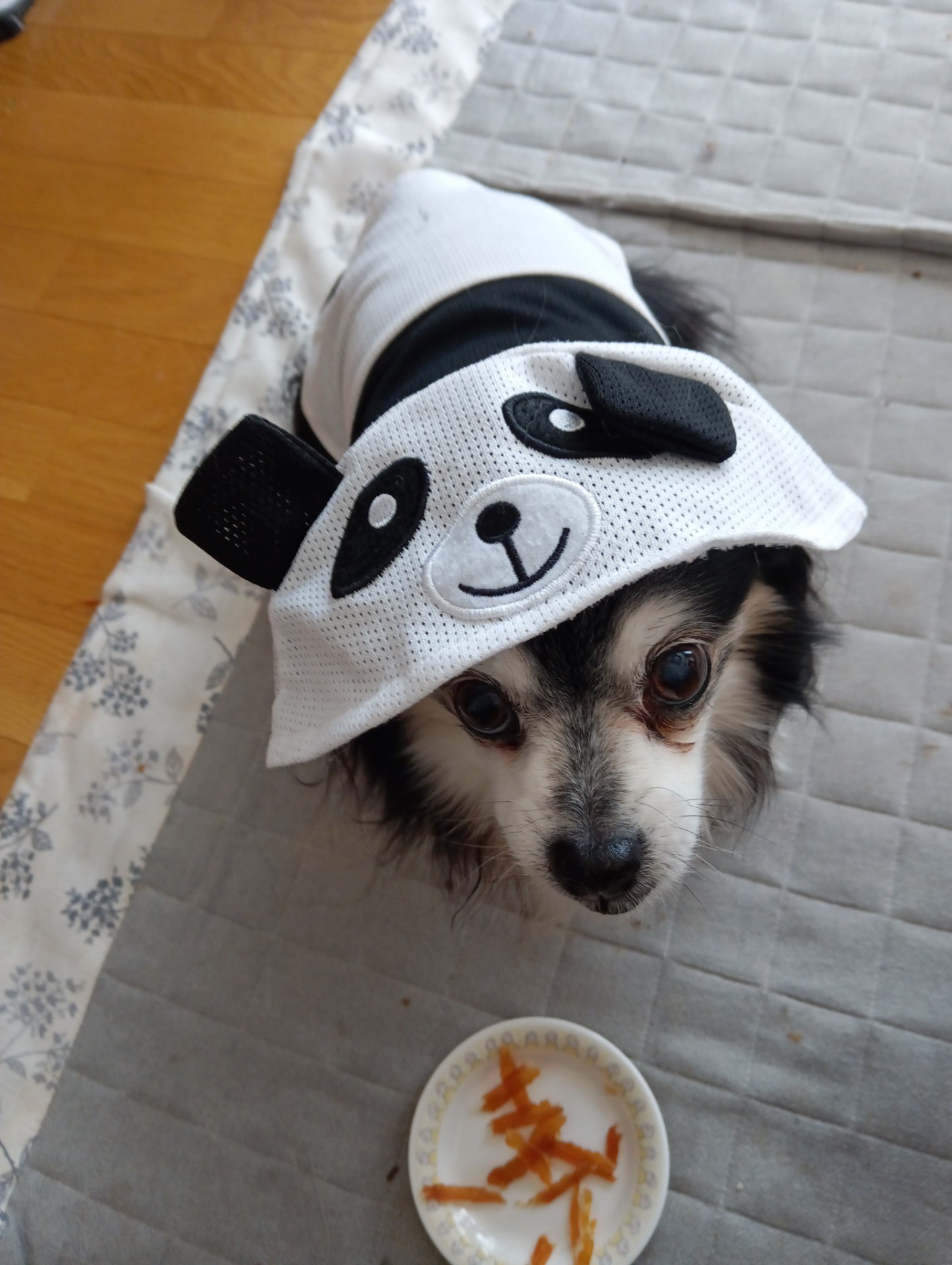 ひとりぼっちの三々九度🐾