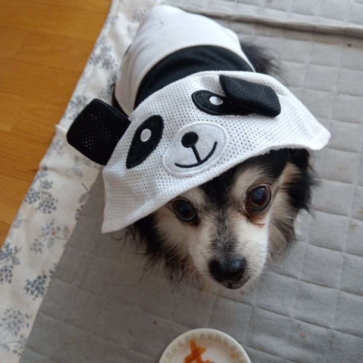 ひとりぼっちの三々九度🐾