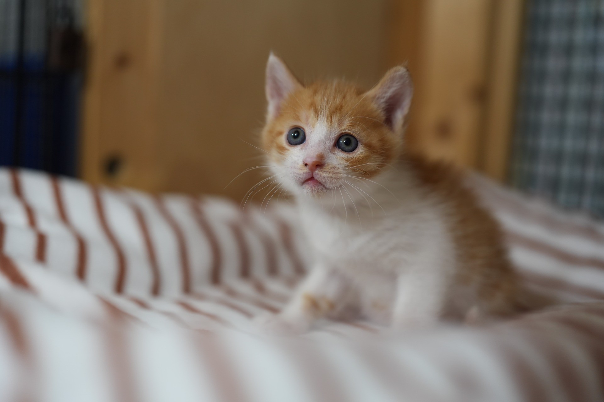 家猫になろうね