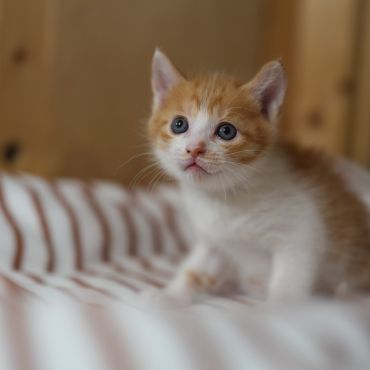 家猫になろうね
