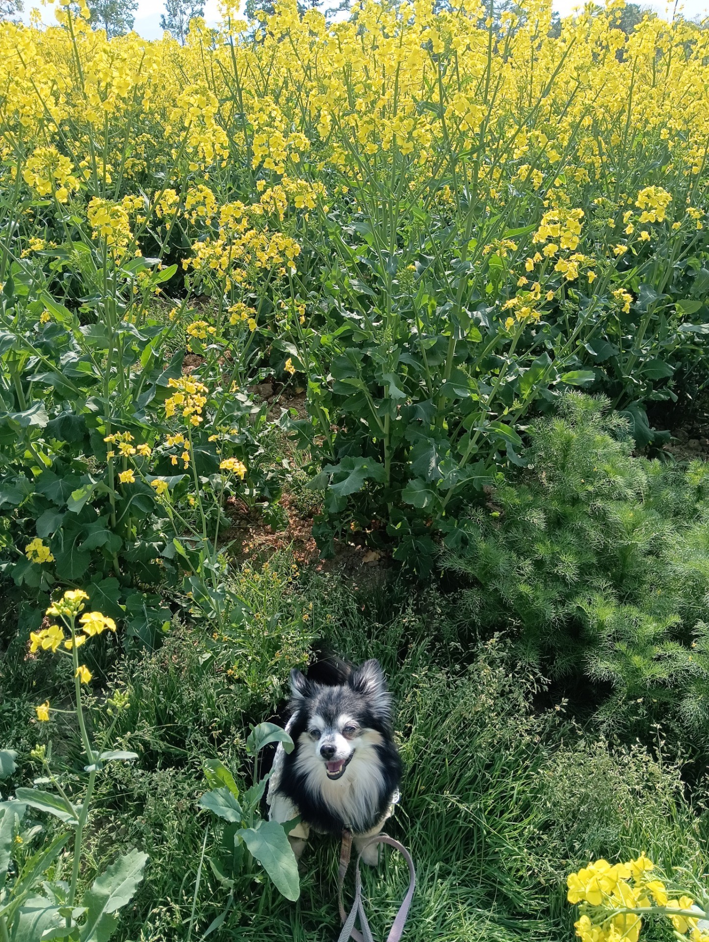 菜の花畑に包まれて＿