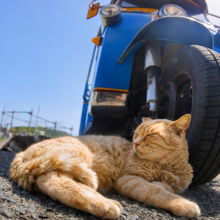 旅の途中、猫は大体自由