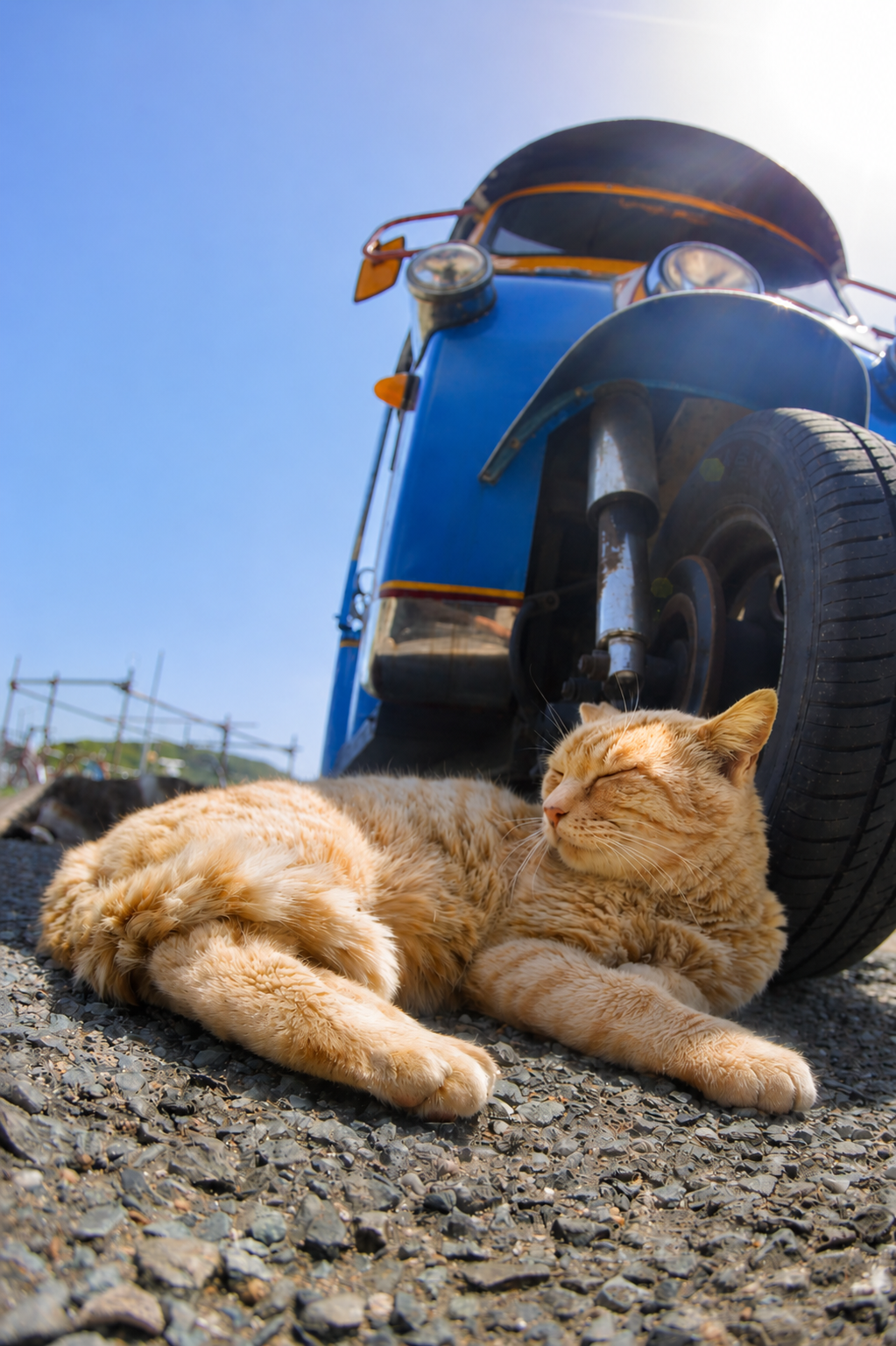旅の途中、猫は大体自由
