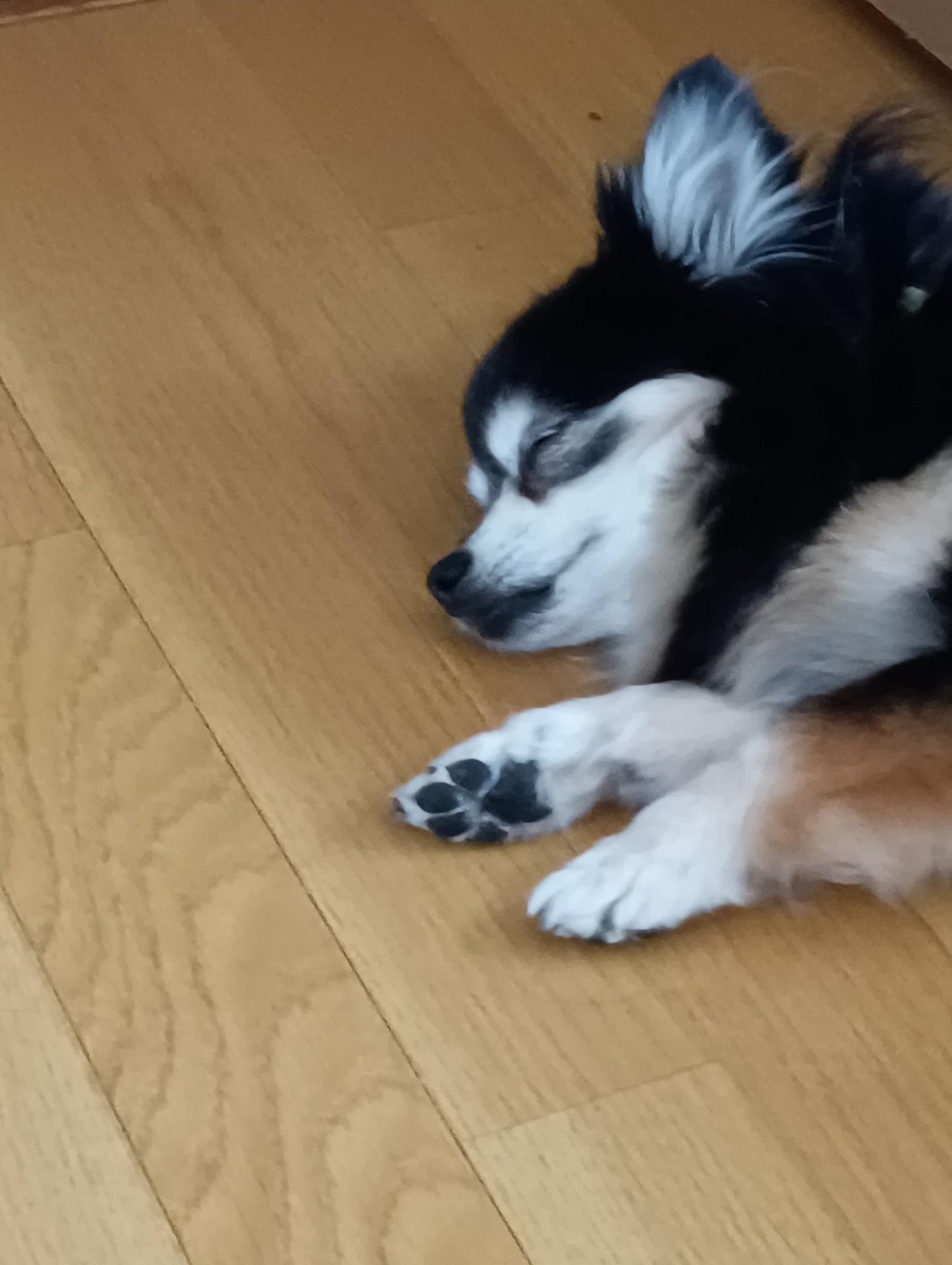 うたた寝はフローリングZZZ・・