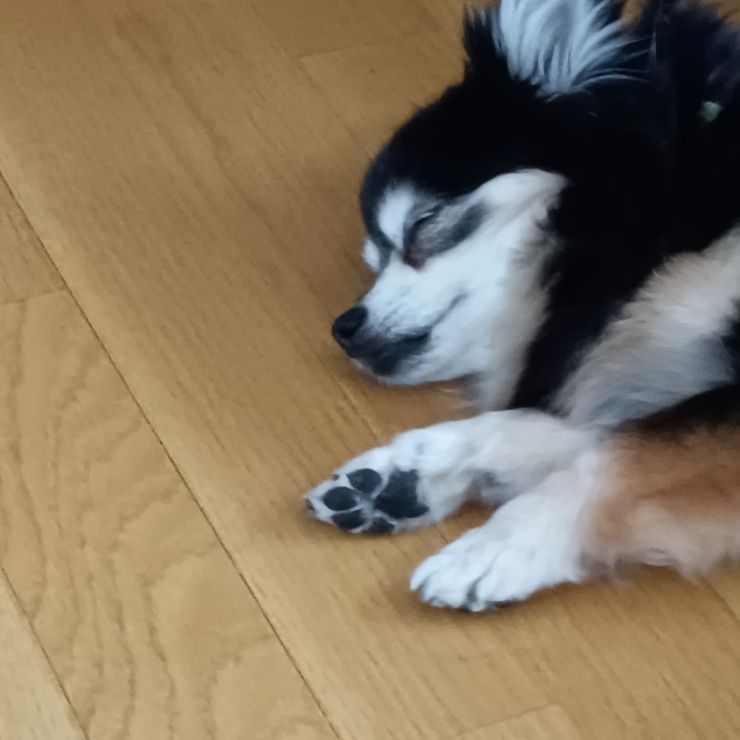 うたた寝はフローリングZZZ・・
