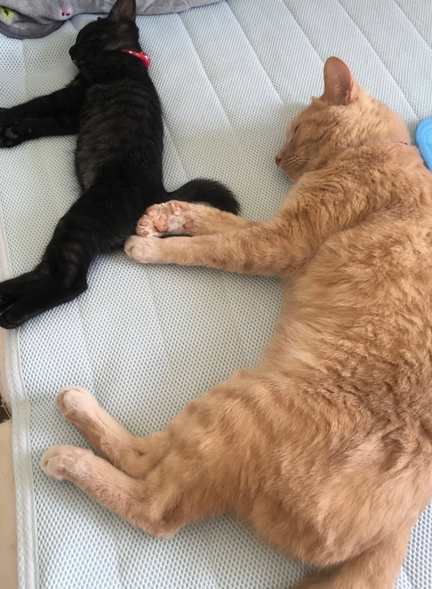 シンクロ猫
