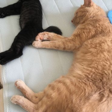 シンクロ猫