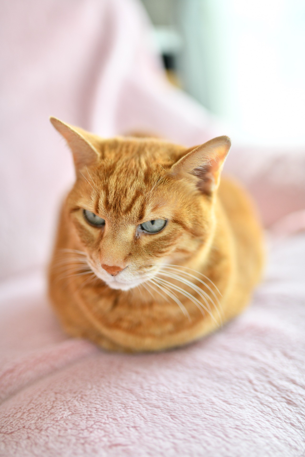 怒れる猫玉