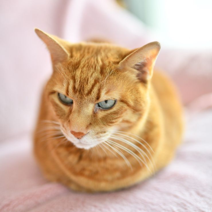 怒れる猫玉