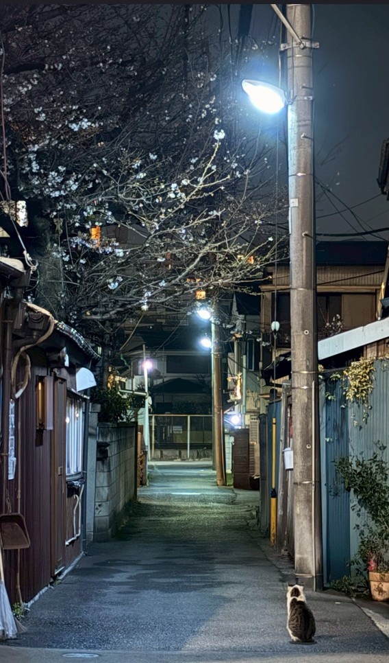 今年も桜が咲いたにゃぁ