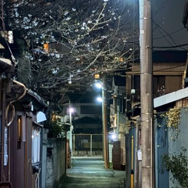 今年も桜が咲いたにゃぁ