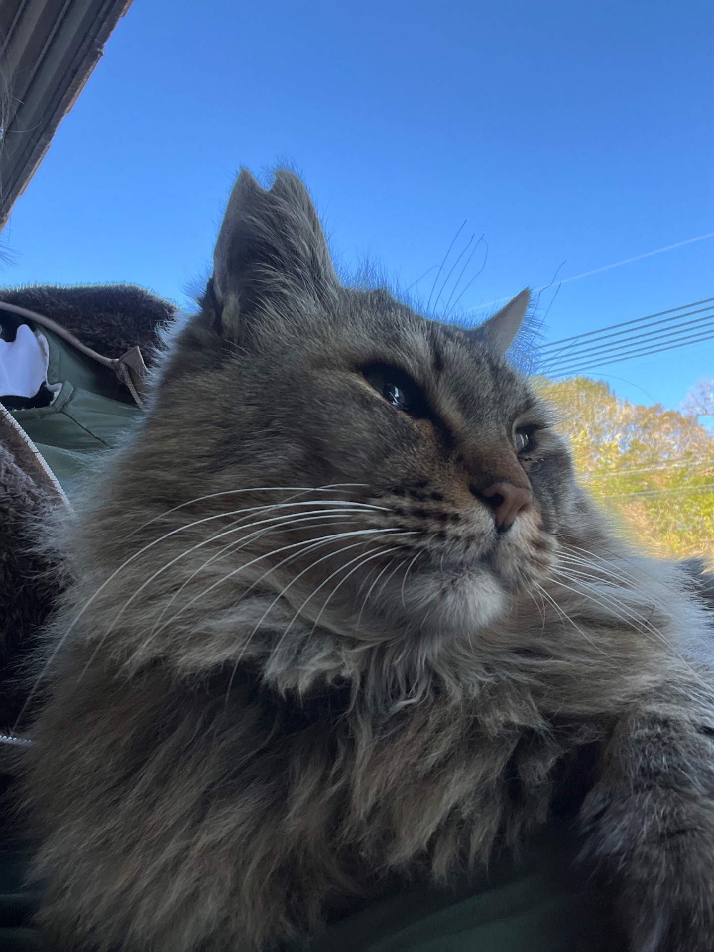 地域猫隊長