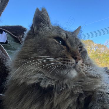 地域猫隊長