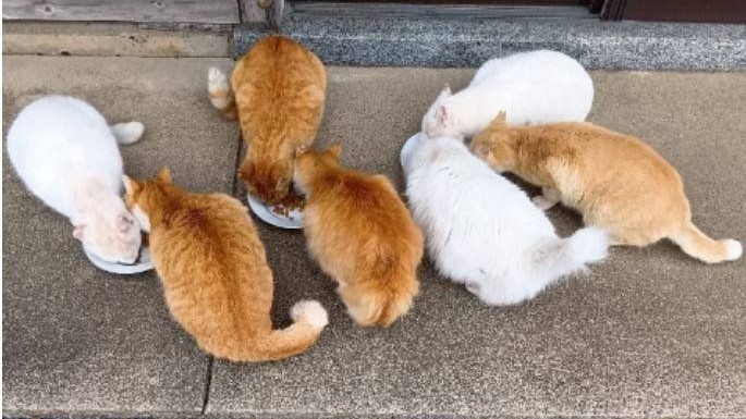 ７さくらねこ揃って毎食『いただきます』